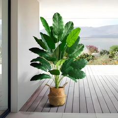 Bird of Paradise Tree Banana Leaf Plant 85–115cm