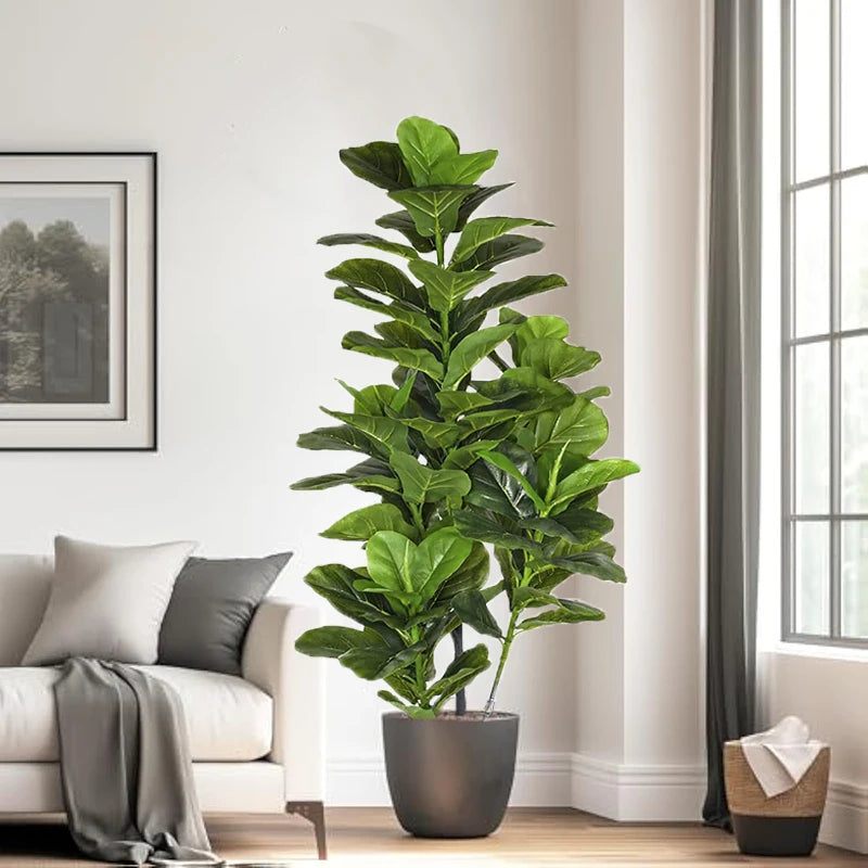 Ficus Banyan Tree - 120cm