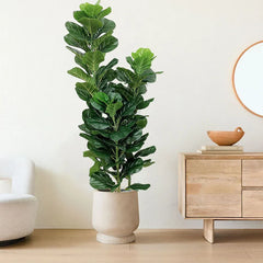 Ficus Lyrata Tree - 150cm