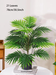 Palm Tree with Turtle Back Leaves - 70–120cm