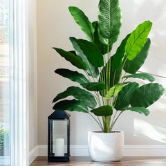 Palm Tree with 24 Leaves