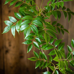 Large Artificial Ficus Tree (76–140cm)