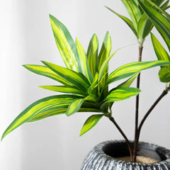 Palm Tree with 3 Heads - 36cm