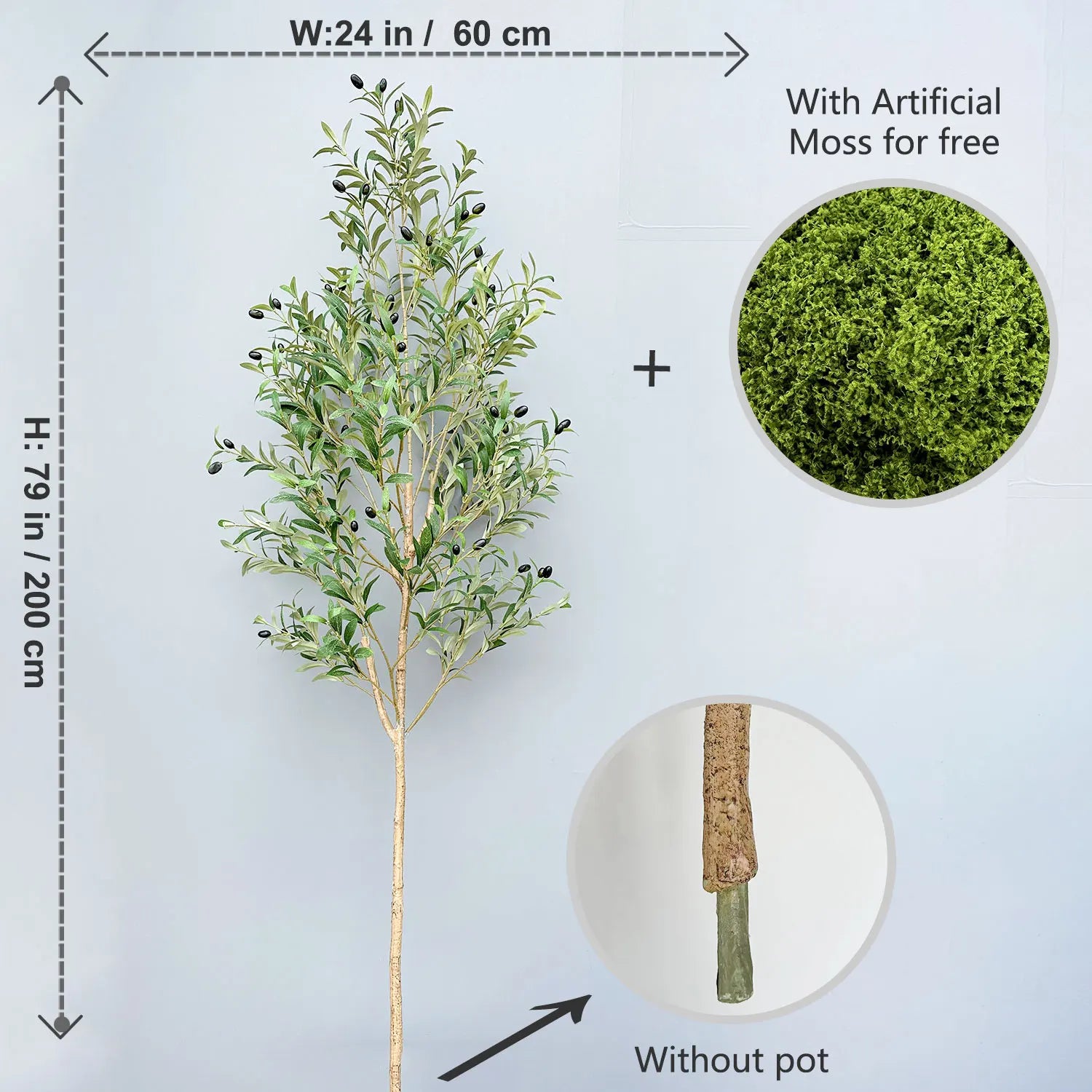Olive Plant Tree with High Branches - 65–200cm
