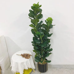 Ficus Lyrata Tree - 150cm