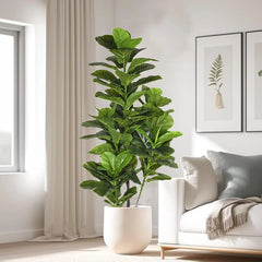 Ficus Banyan Tree - 120cm