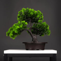 Pine Bonsai Tree - 27cm
