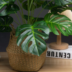 Monstera Tree with Turtle Leaves - 65cm