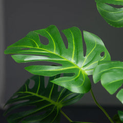 Monstera Tree with Turtle Leaves - 65cm