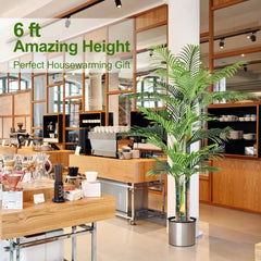 Triple Golden Cane Palm – 180 cm