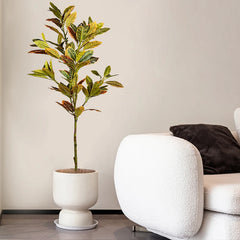 Ficus Tree with Autumn Leaves - 120cm