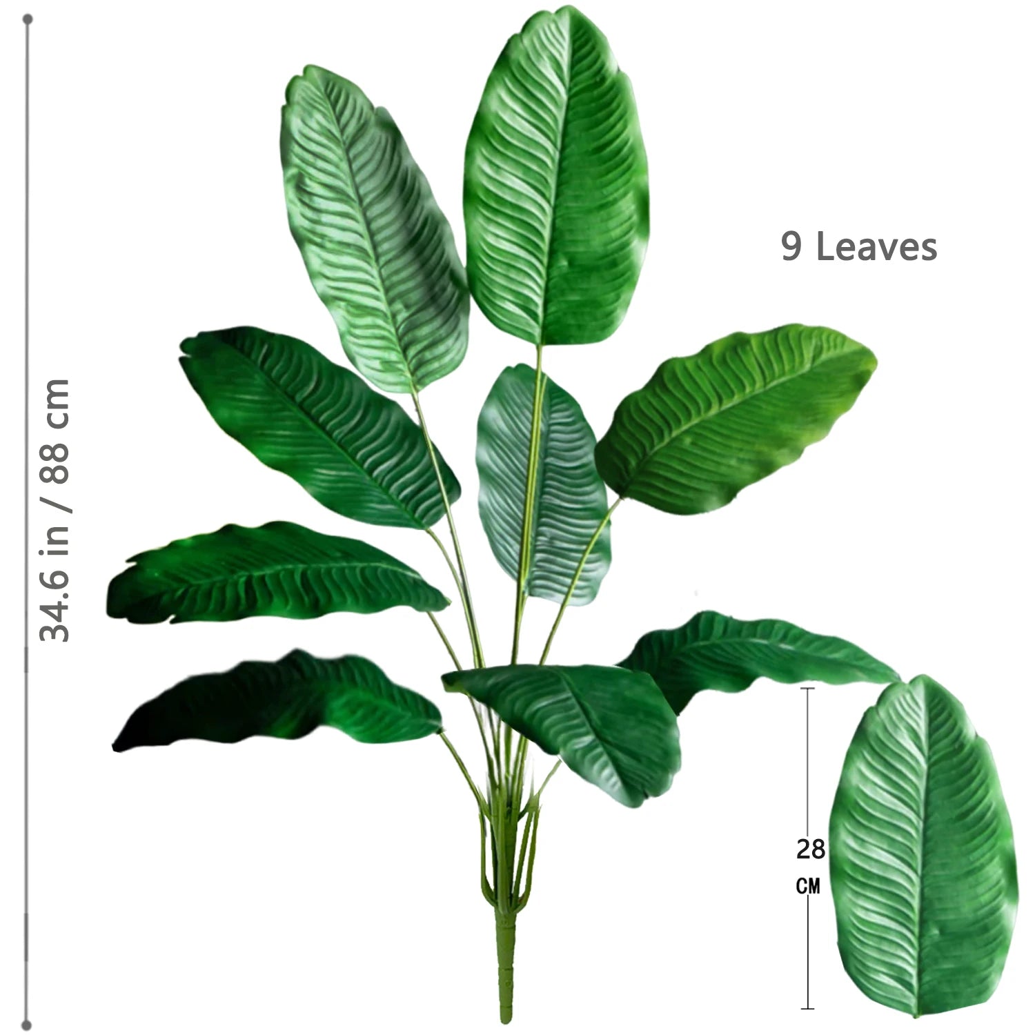 Palm Tree with 24 Leaves