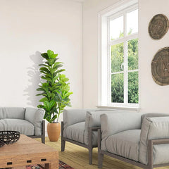 Ficus Banyan Tree - 120cm