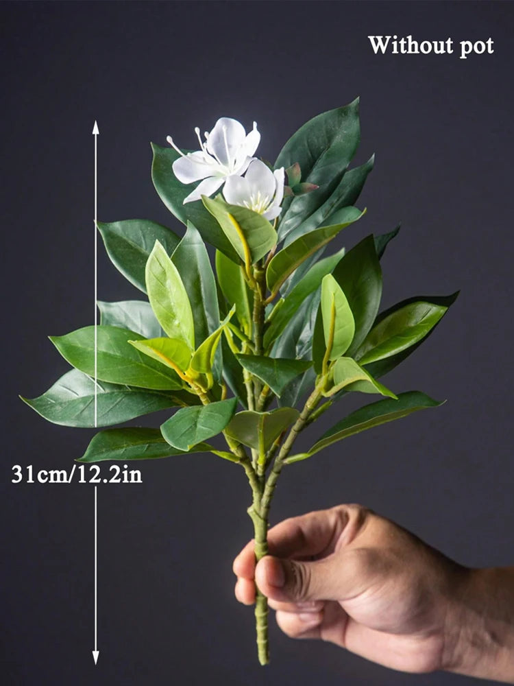 Azalea Plant – 21–40cm