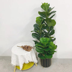 Ficus Lyrata Tree - 150cm