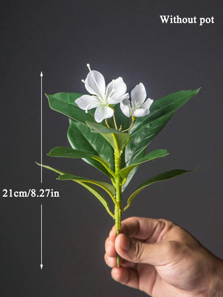 Azalea Plant – 21–40cm