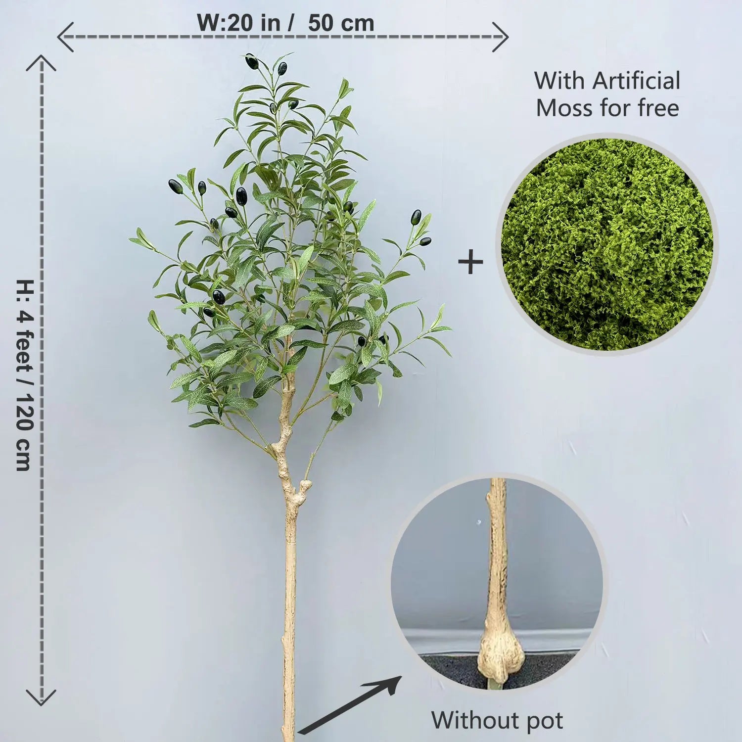 Olive Plant Tree with High Branches - 65–200cm