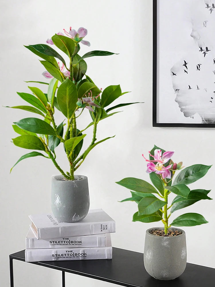 Azalea Plant – 21–40cm