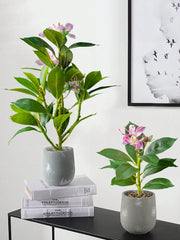 Azalea Plant – 21–40cm
