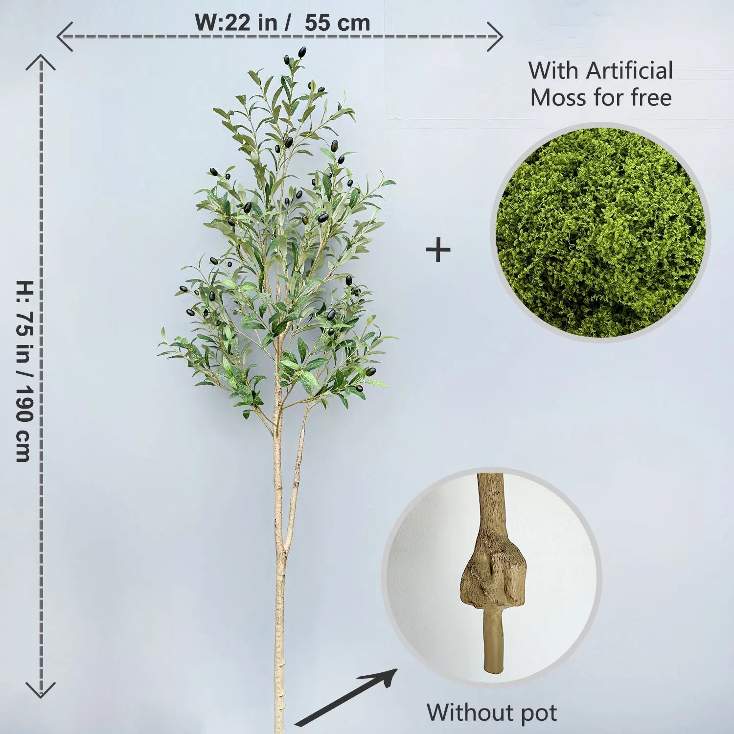 Olive Plant Tree with High Branches - 65–200cm