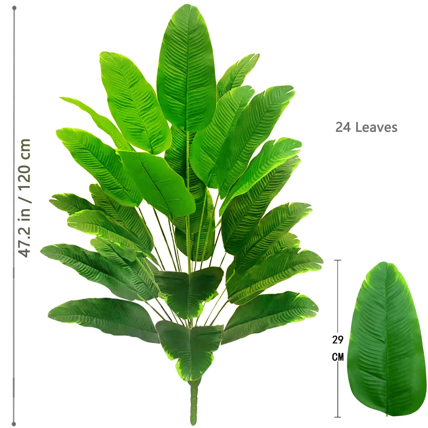 Palm Tree with 24 Leaves