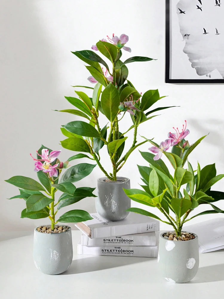 Azalea Plant – 21–40cm