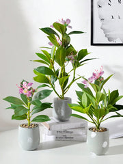 Azalea Plant – 21–40cm