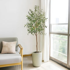 Olive Plant Tree with High Branches - 65–200cm