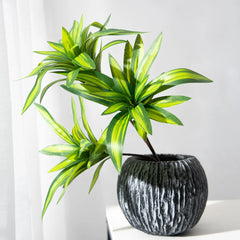 Palm Tree with 3 Heads - 36cm