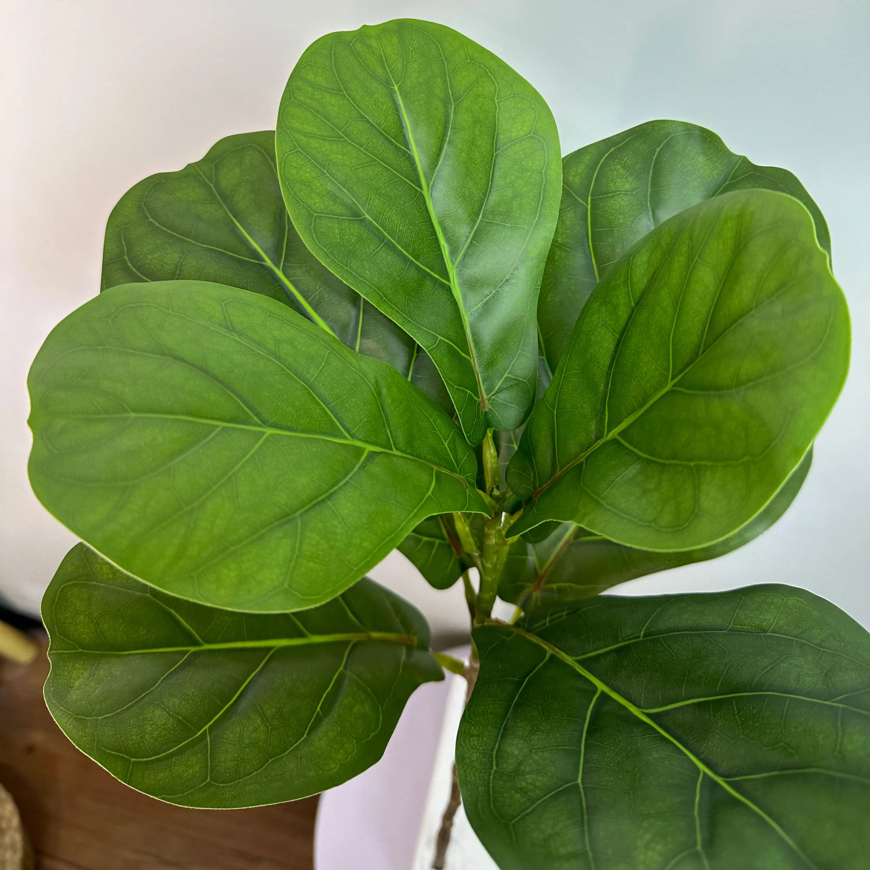 Artificial Ficus Tree – 70/135cm
