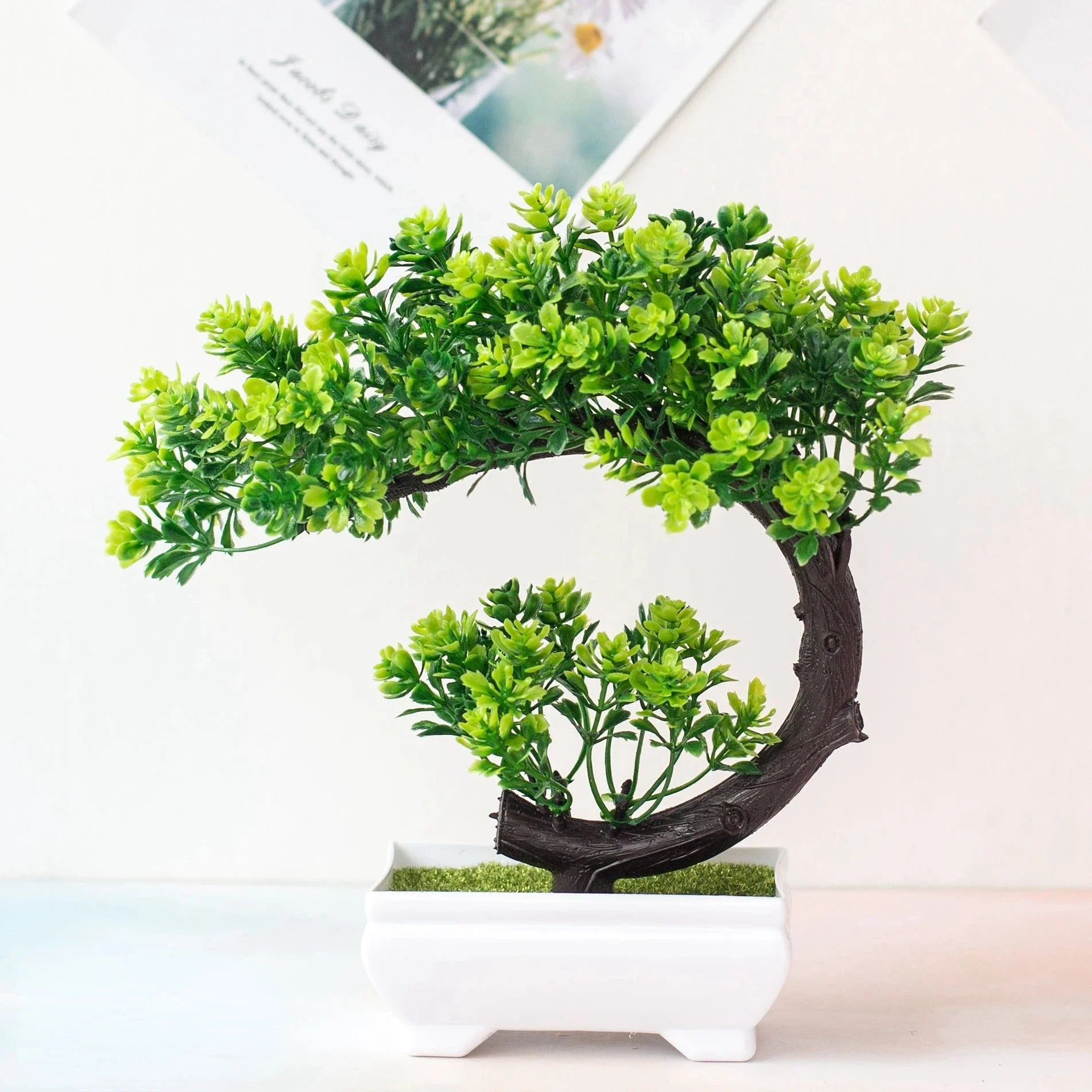 Bonsai Tree in Pot - 25cm