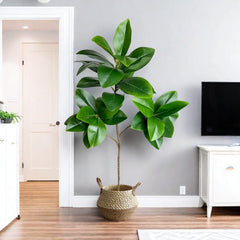 Artificial Ficus Tree – 70/135cm
