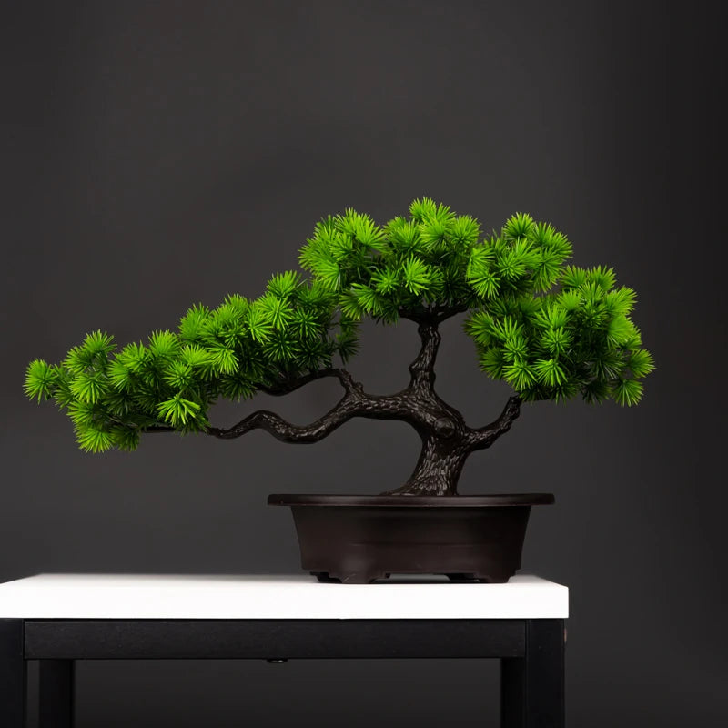 Pine Bonsai Tree - 27cm