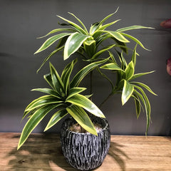 Palm Tree with 3 Heads - 36cm
