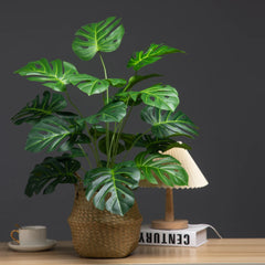 Monstera Tree with Turtle Leaves - 65cm