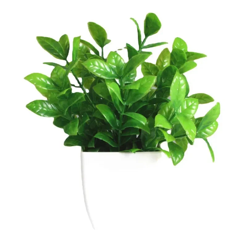 Eucalyptus Bonsai – 30cm