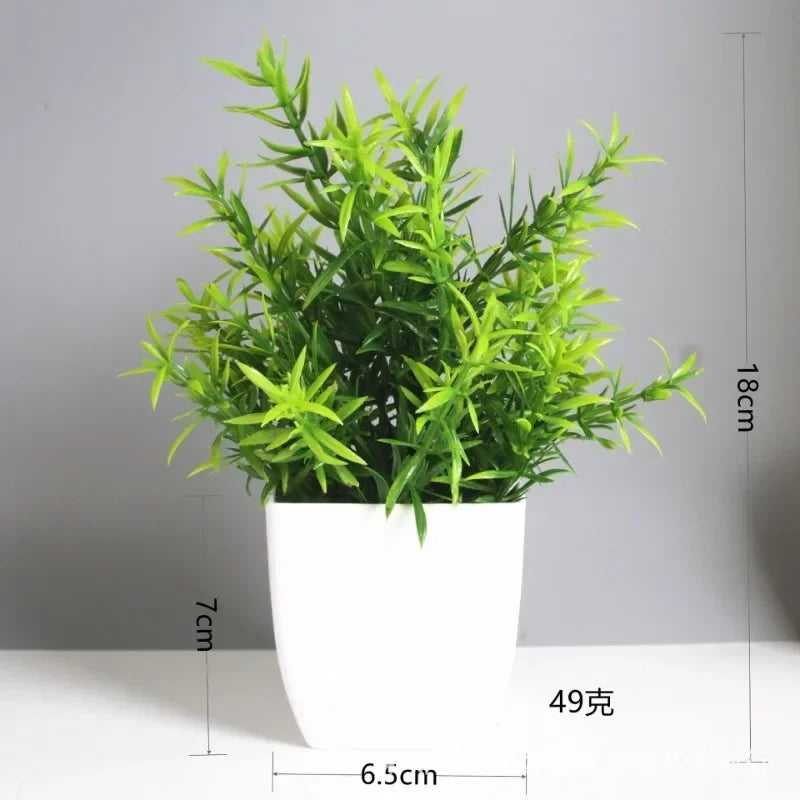 Eucalyptus Bonsai – 30cm