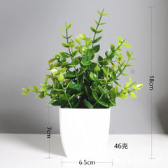 Eucalyptus Bonsai – 30cm