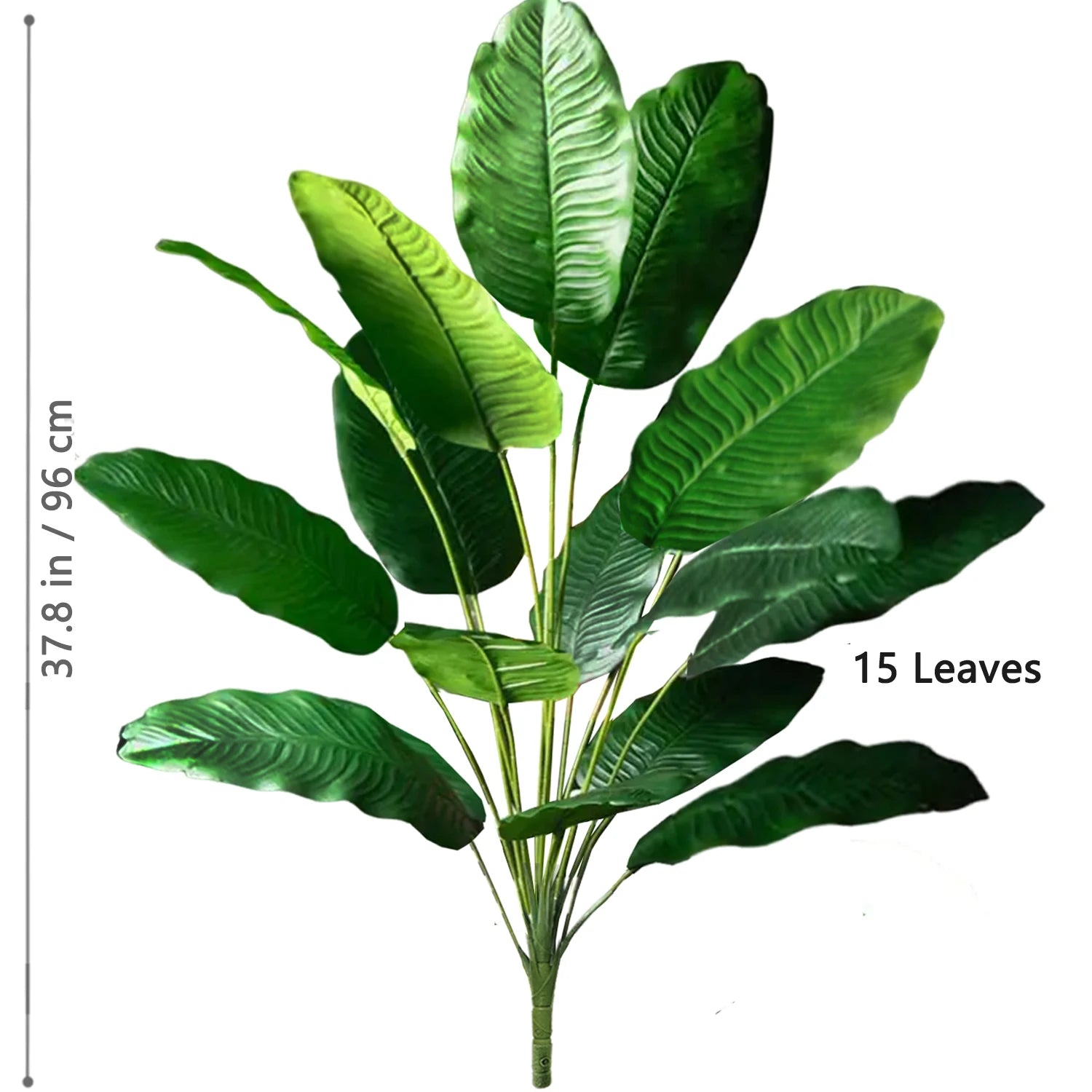 Palm Tree with 24 Leaves