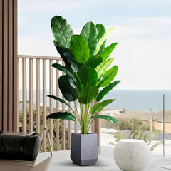 Bird of Paradise Tree Banana Leaf Plant 85–115cm