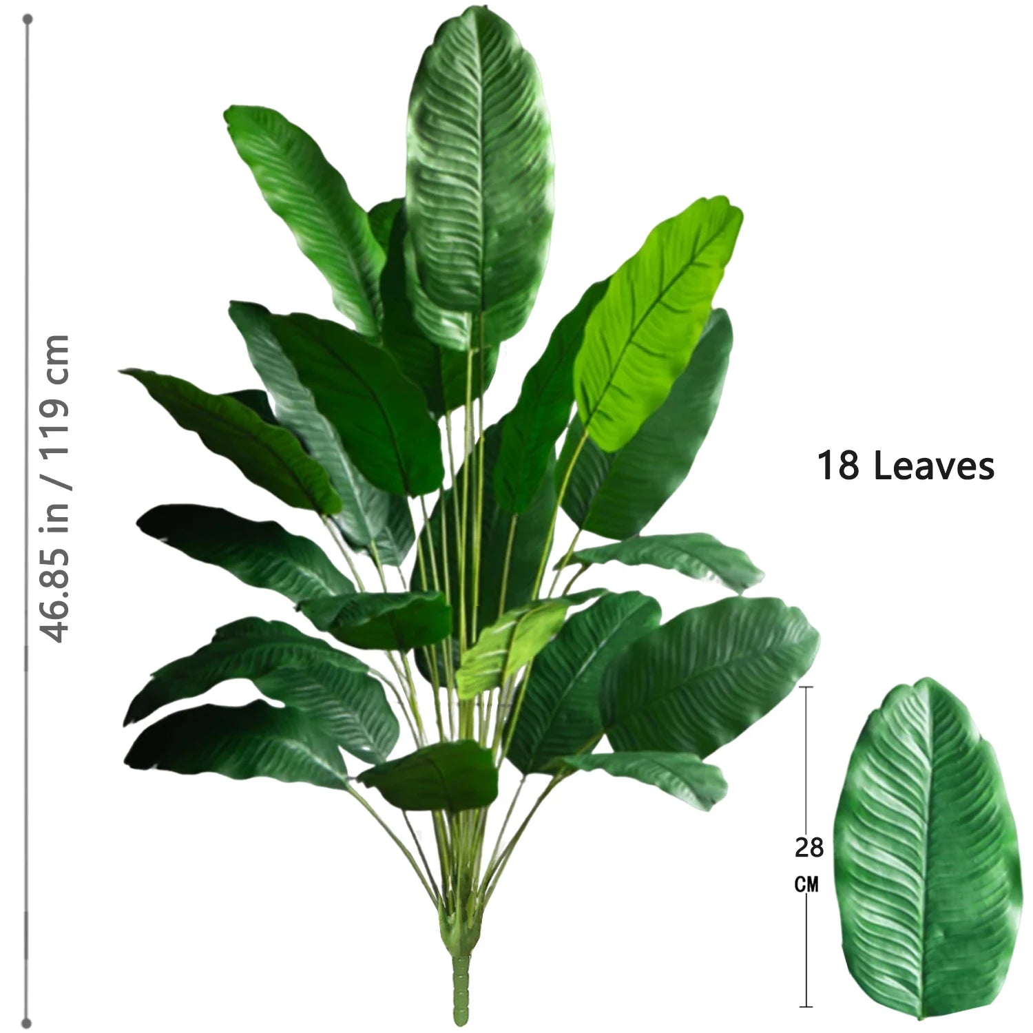 Palm Tree with 24 Leaves
