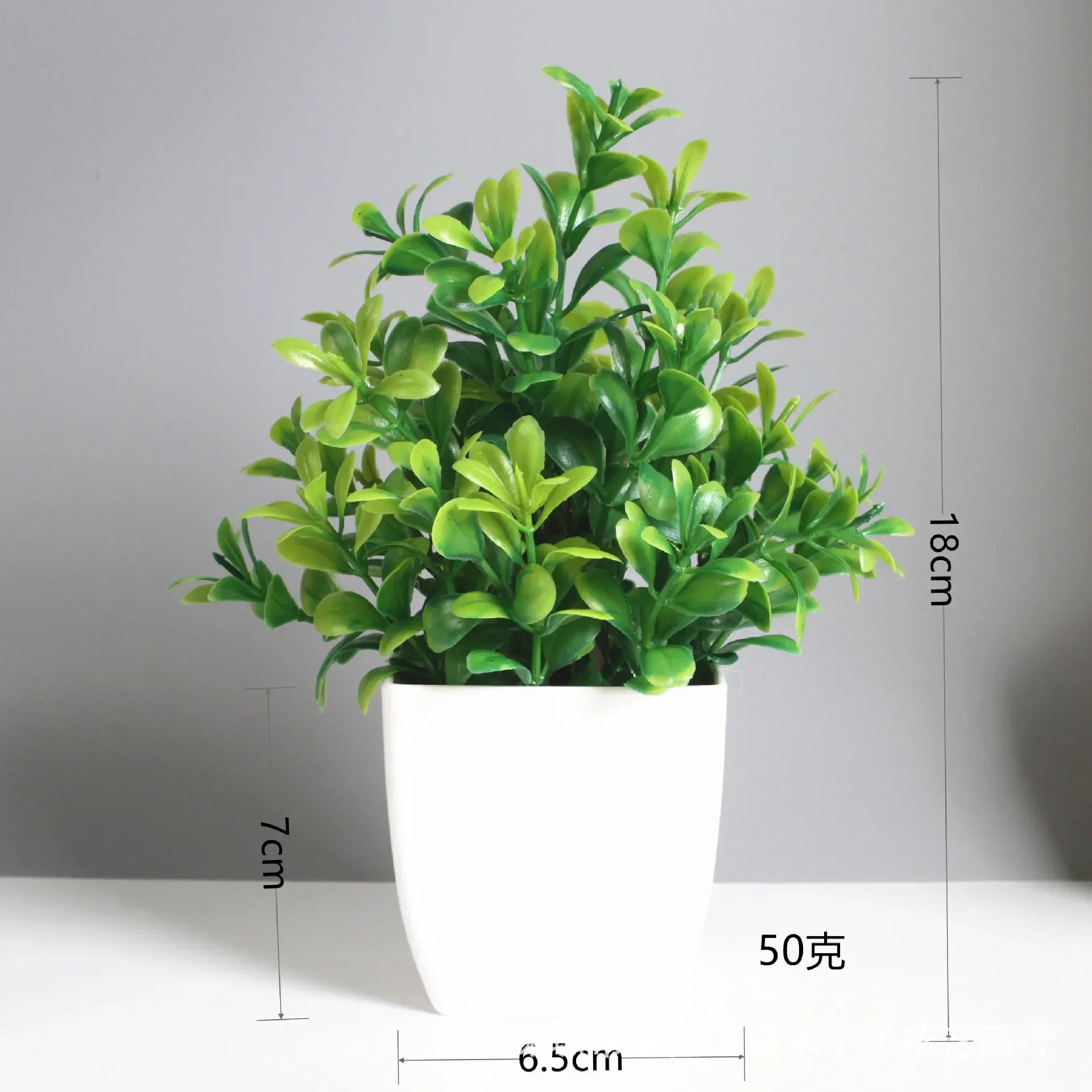 Eucalyptus Bonsai – 30cm
