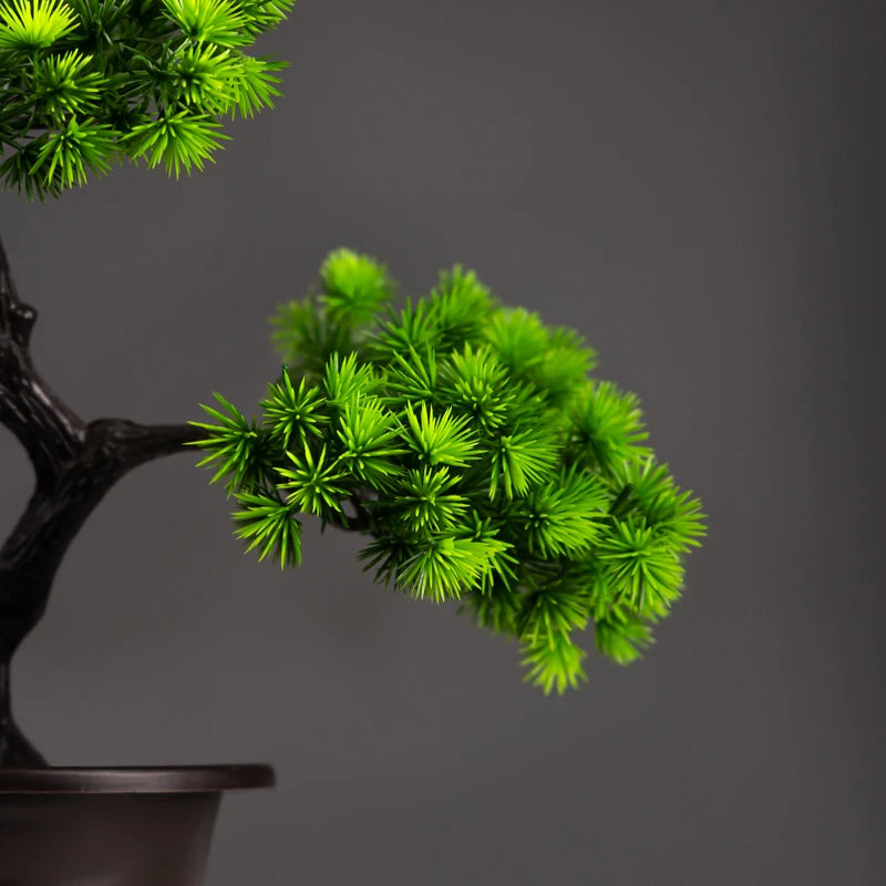 Pine Bonsai Tree - 27cm