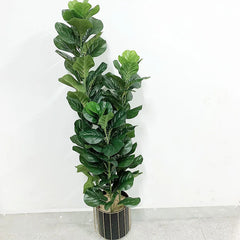 Ficus Lyrata Tree - 150cm