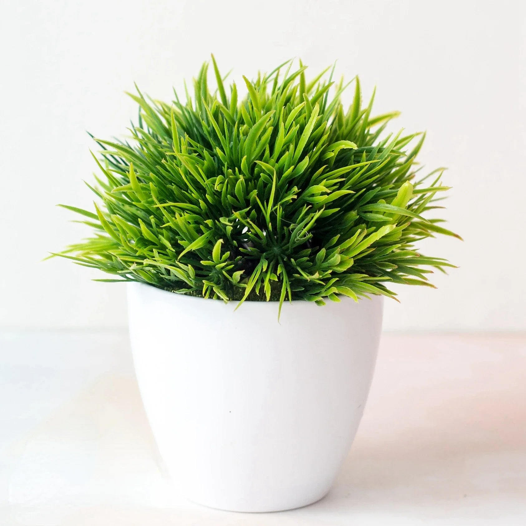 Bonsai Tree in Pot - 25cm