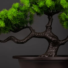 Pine Bonsai Tree - 27cm