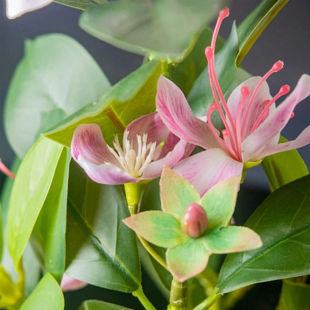 Azalea Plant – 21–40cm