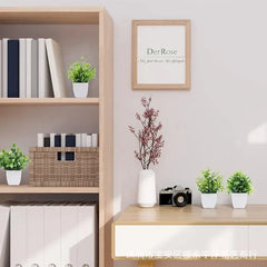 Eucalyptus Bonsai – 30cm