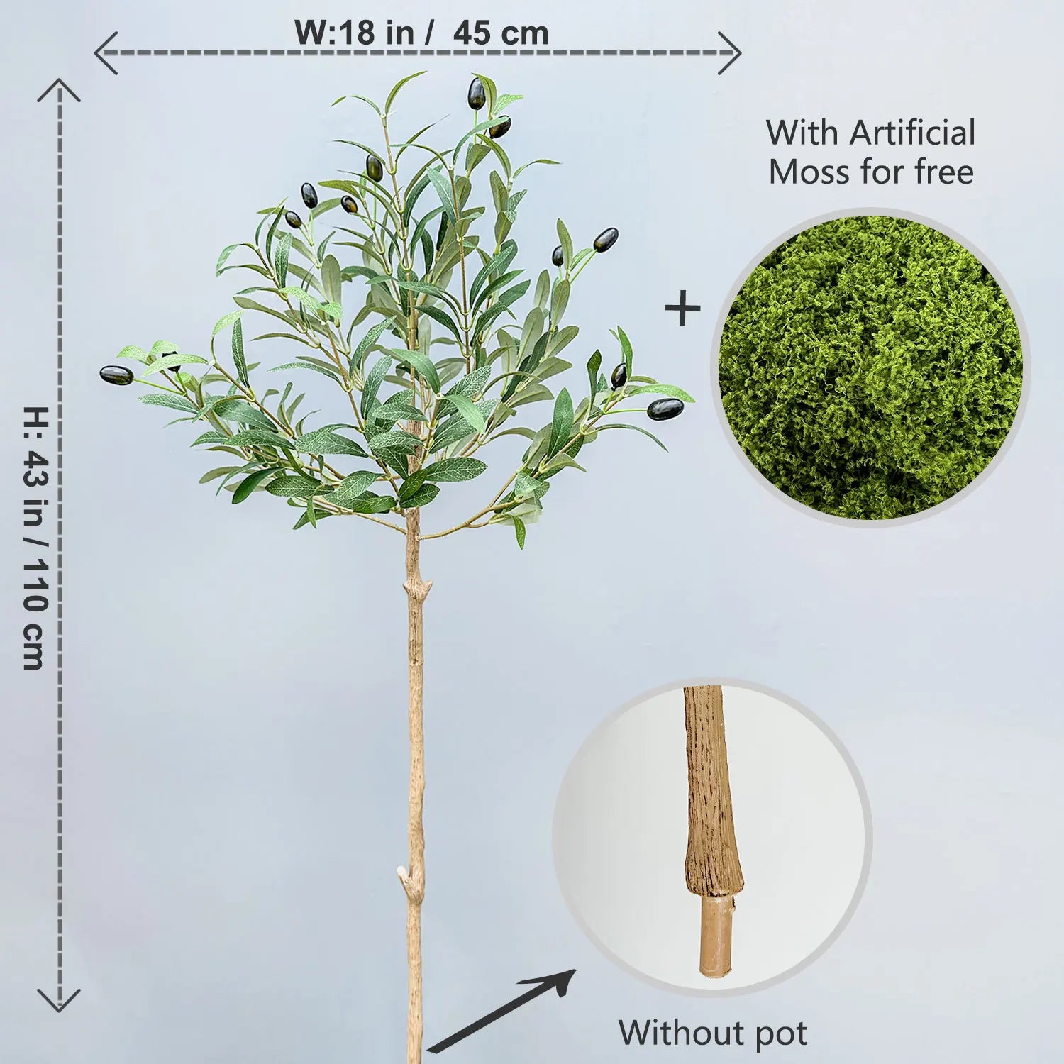 Olive Plant Tree with High Branches - 65–200cm