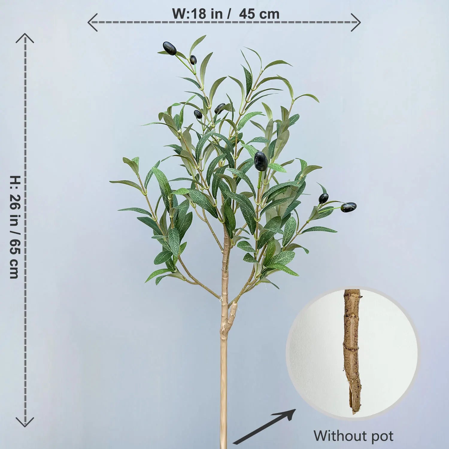 Olive Plant Tree with High Branches - 65–200cm